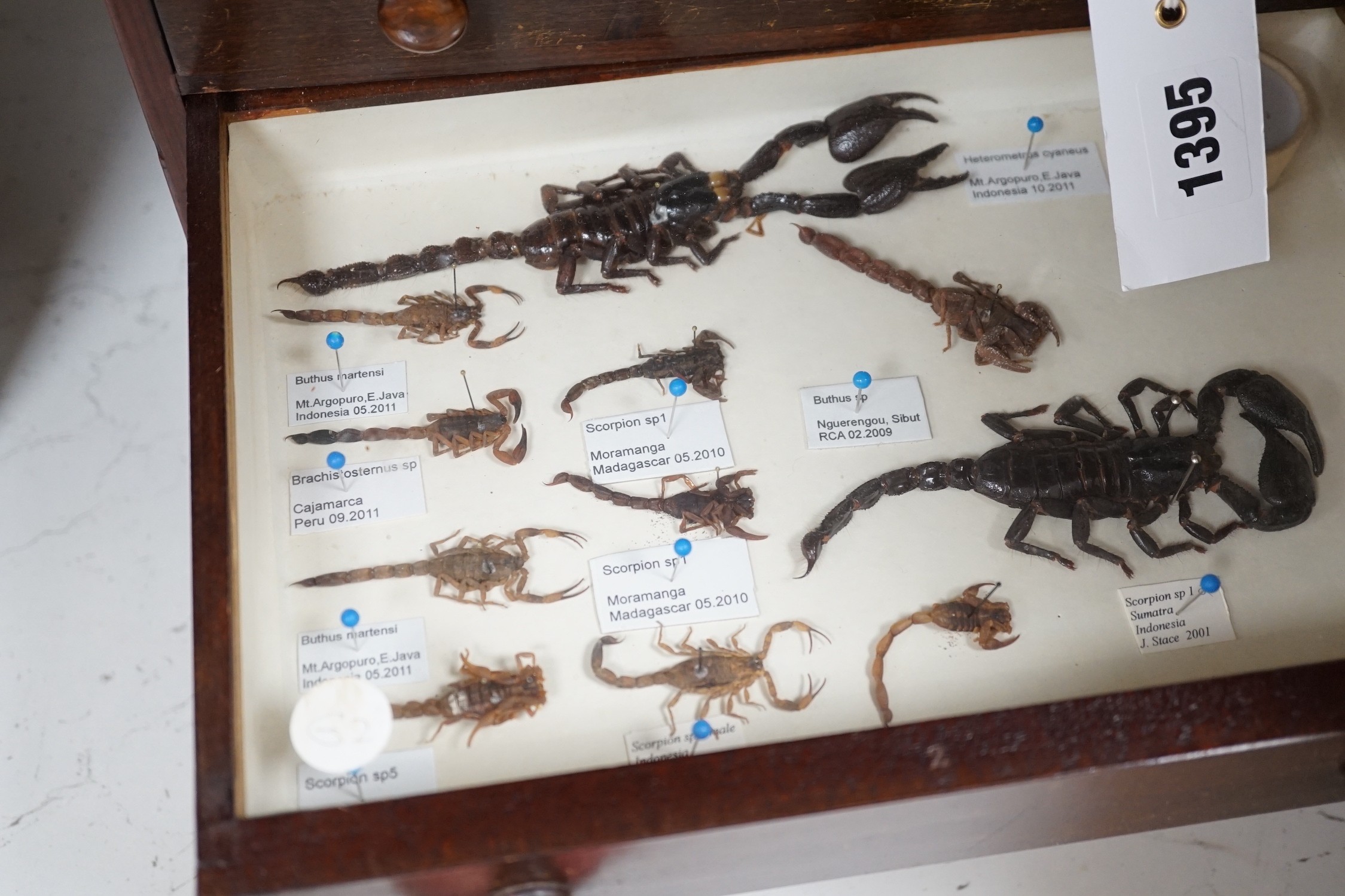 A 19th century miniature mahogany 4 drawer chest of taxidermic scorpions, 30cm tall